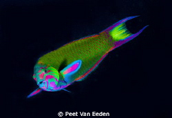 colourful crescent-tail wrasse by Peet Van Eeden 